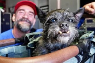 CM Punk's dog Larry passes away: Heartfelt tribute