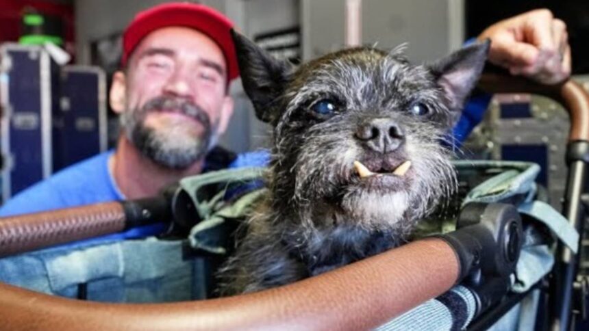 CM Punk's dog Larry passes away: Heartfelt tribute